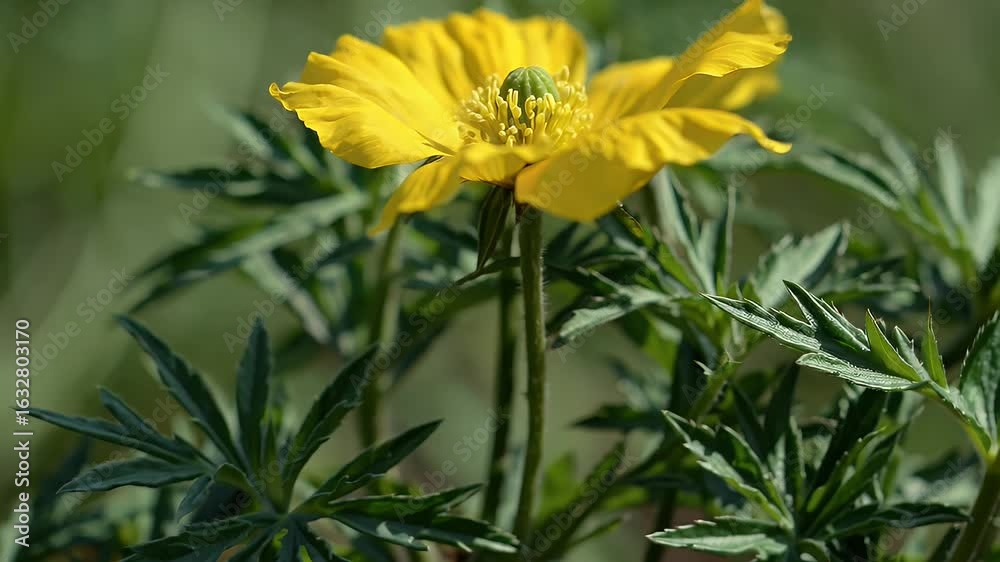 Bright yellow blooms of the Mexican Poppy sway gently in a breeze this striking 4K plant portrait captures the resilience and unique structure of Argemone mexicana also known as kateli ka phool or