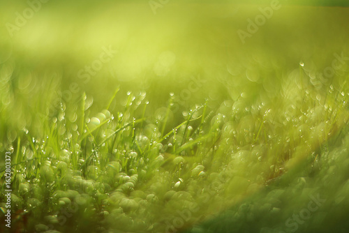 Dewkissed Green Grass in Soft Focus, Beautifully Captured at the Gorgeous Break of Dawn