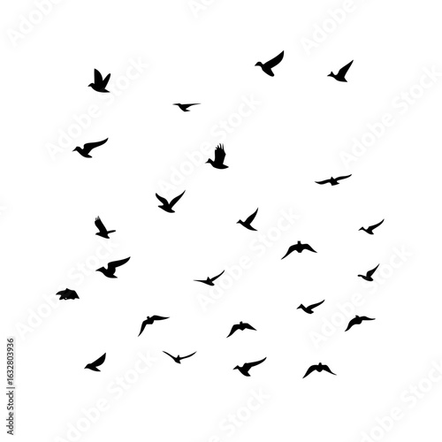 25 Birds: Nature's Colorful Avian Wonders 