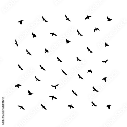 25 Birds: Nature's Colorful Avian Wonders 