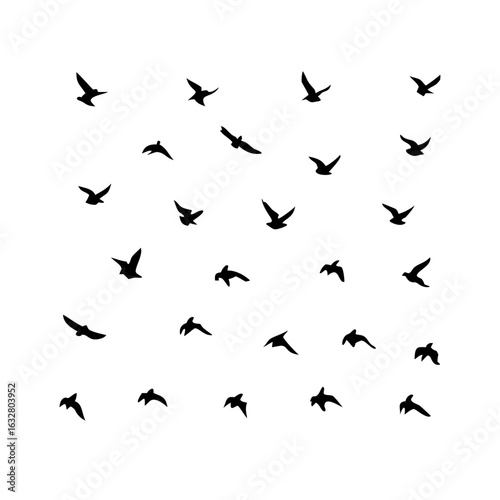 25 Birds: Nature's Colorful Avian Wonders 