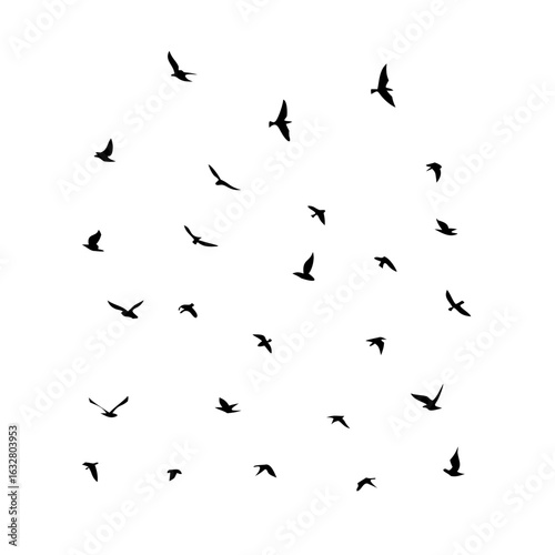 25 Birds: Nature's Colorful Avian Wonders 