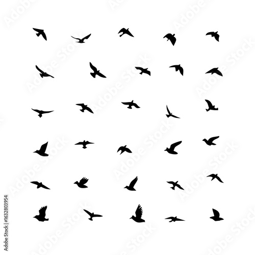 25 Birds: Nature's Colorful Avian Wonders 