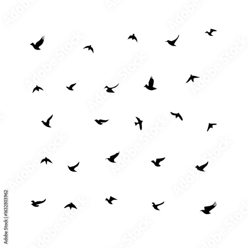 25 Birds: Nature's Colorful Avian Wonders 