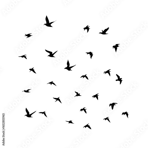 25 Birds: Nature's Colorful Avian Wonders 