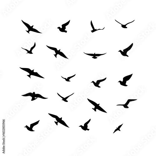 25 Birds: Nature's Colorful Avian Wonders 