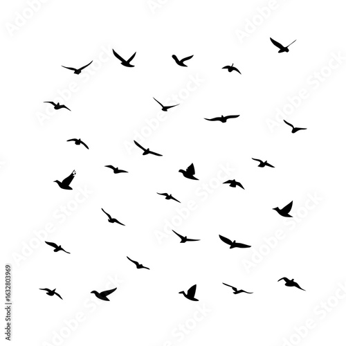 25 Birds: Nature's Colorful Avian Wonders 