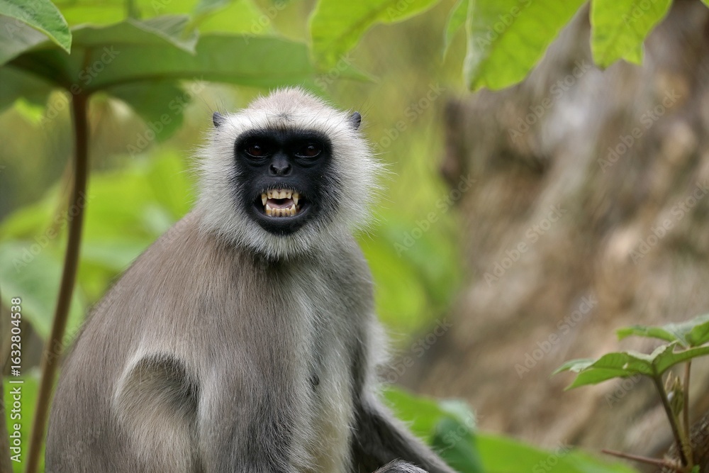 Obraz premium 歯を見せて威嚇するハヌマンラングール