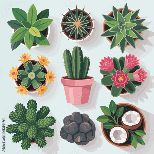 Collection of nine potted succulents and cacti viewed from above