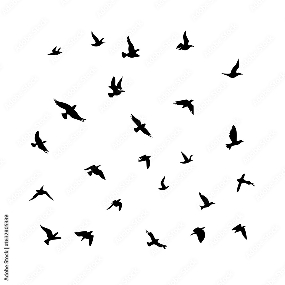25 Birds: Nature's Colorful Avian Wonders 