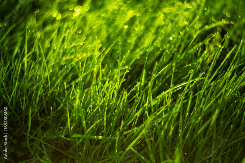 Lush, vibrant green grass glistening beautifully under the warm sunlight of a beautiful day