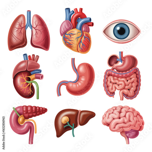 Collection of human organs including heart lungs stomach liver brain and eye