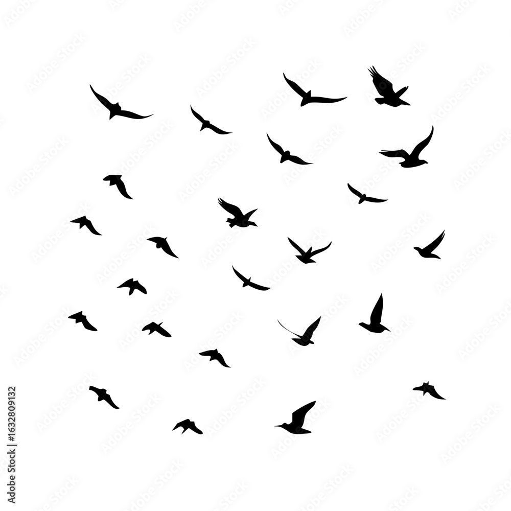 25 Birds: Nature's Colorful Avian Wonders 