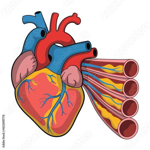 Detailed illustration of a human heart with major arteries and veins