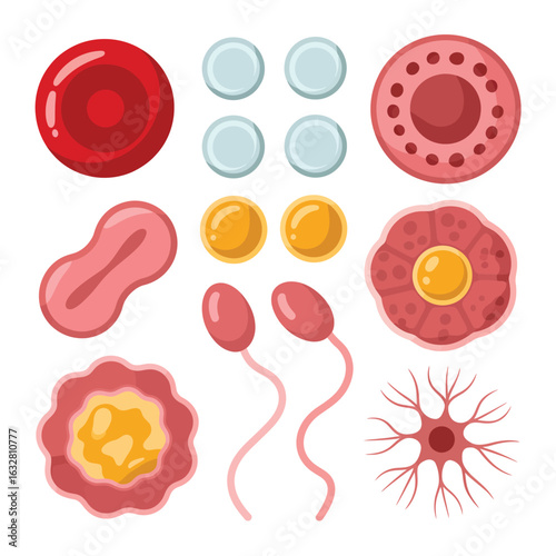 Collection of human cells including red blood cells sperm and nerve cells