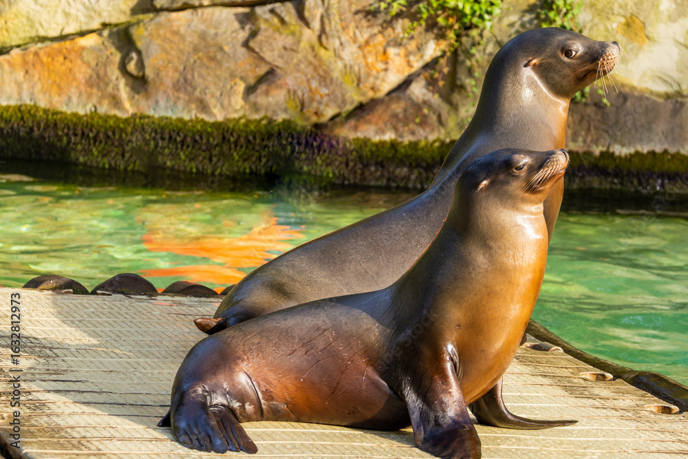 Fototapeta premium pair of California sea lions bask in sun. Zalophus californianus.