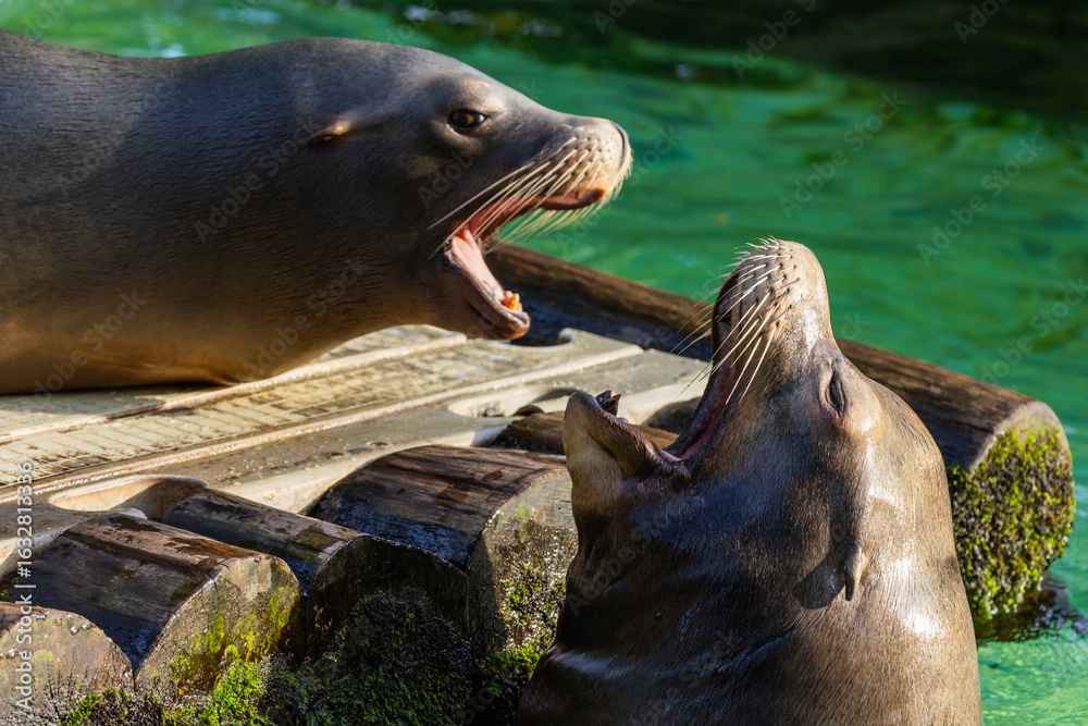 Naklejka premium pair of California sea lions bask in sun. Zalophus californianus.