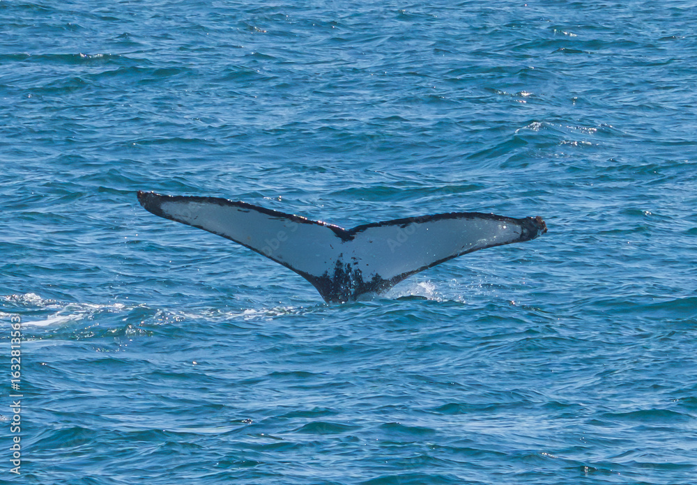 Fototapeta premium Whale fluke 