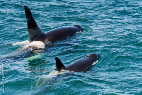 Orcas surfacing
