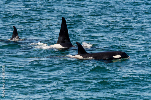 Orcas surfacing