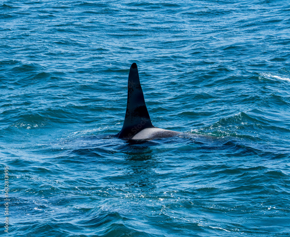 Fototapeta premium Orcas surfacing