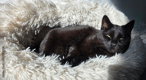 Slika na platnu Black cat lounging comfortably on a fluffy white blanket in warm sunlight with c