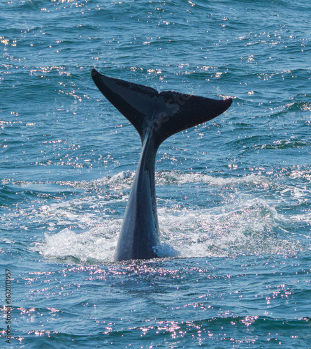 Orcas surfacing