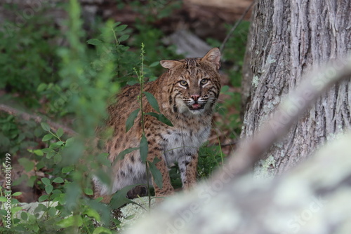 Tableau sur toile A bobcat on the hunt
