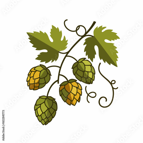 Green hops on branch with leaves represents brewing ingredient. Hops with leaves are key to beer production and add flavor. Use hops as a symbol of beer, a beverage,