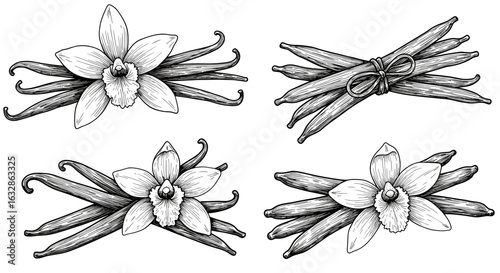 Vanilla flower and pods collection – vintage ink sketch doodle black and white vector illustration on white background, engraving woodcut style svg