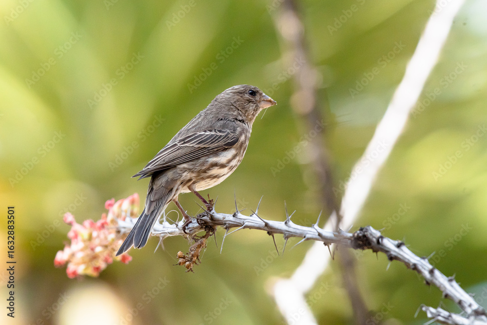 Fototapeta premium Gorrión pertrechado en rama, a la luz del día.