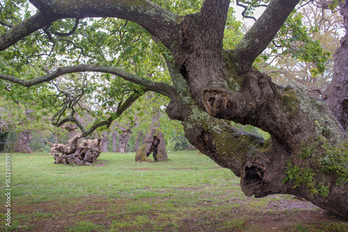 the rare forms of old trees in a park