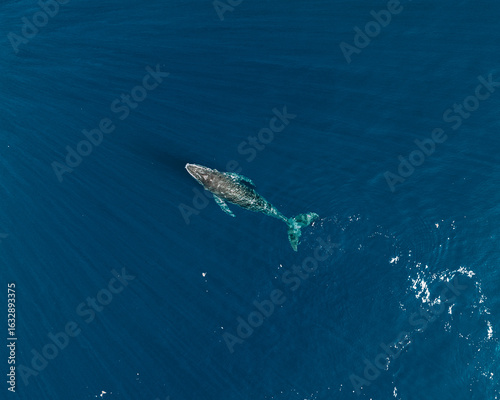 Aerial view of a humpback whale swimming in deep blue ocean, Moorea Island.