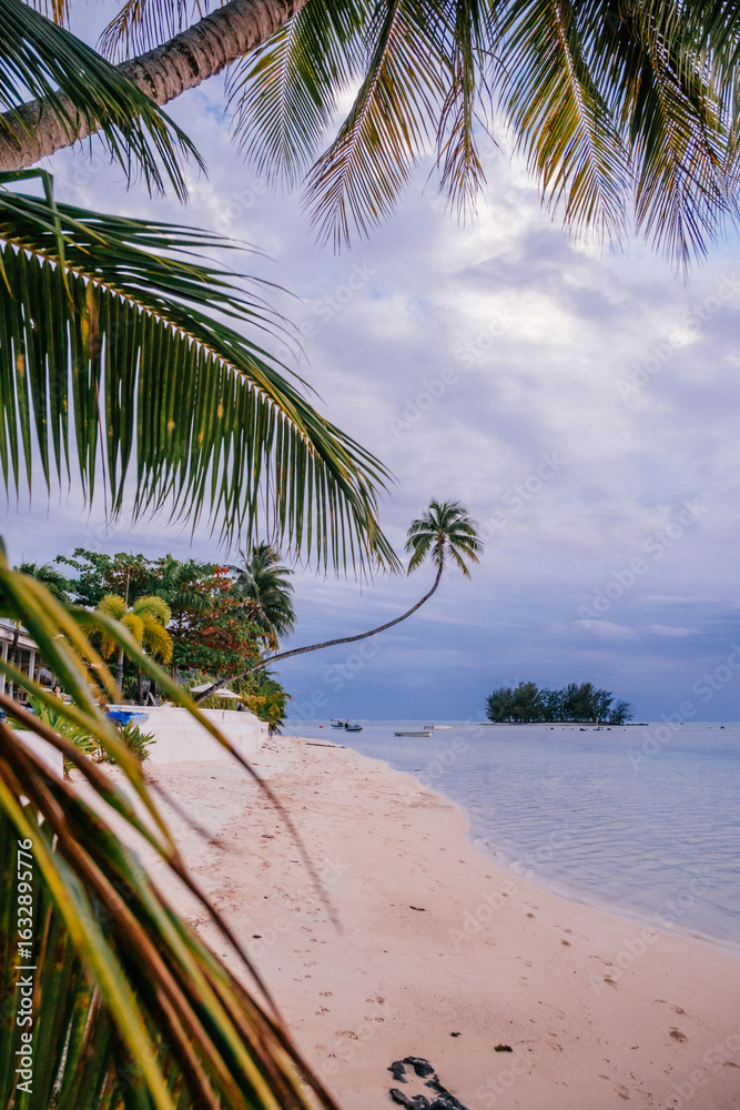 Naklejka premium Tropical beach at sunset with curved palm tree and island view on Moorea Island, French Polynesia.