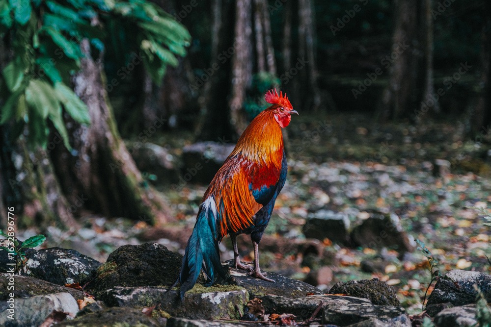Fototapeta premium Colorful rooster standing on mossy rocks in Moorea Island rainforest.