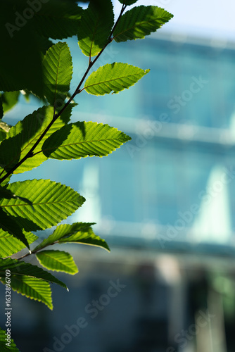 Close-up of vibrant green leaves on a branch with a blurred modern glass building in the background. Suitable for illustrating concepts of nature, sustainability, and urban environments.