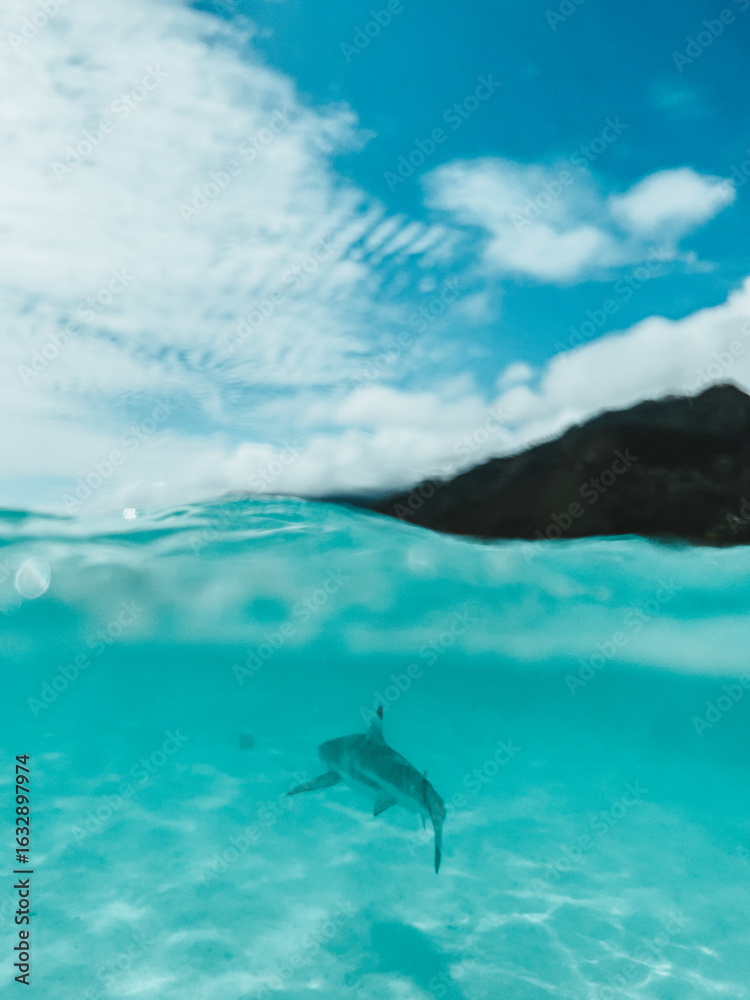 Fototapeta premium Blacktip reef shark swimming in shallow turquoise waters, Moorea, Tahiti.