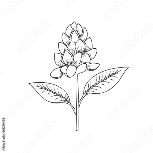 Elegant Sketch of a Flower Head with Detailed Petals and Leaves