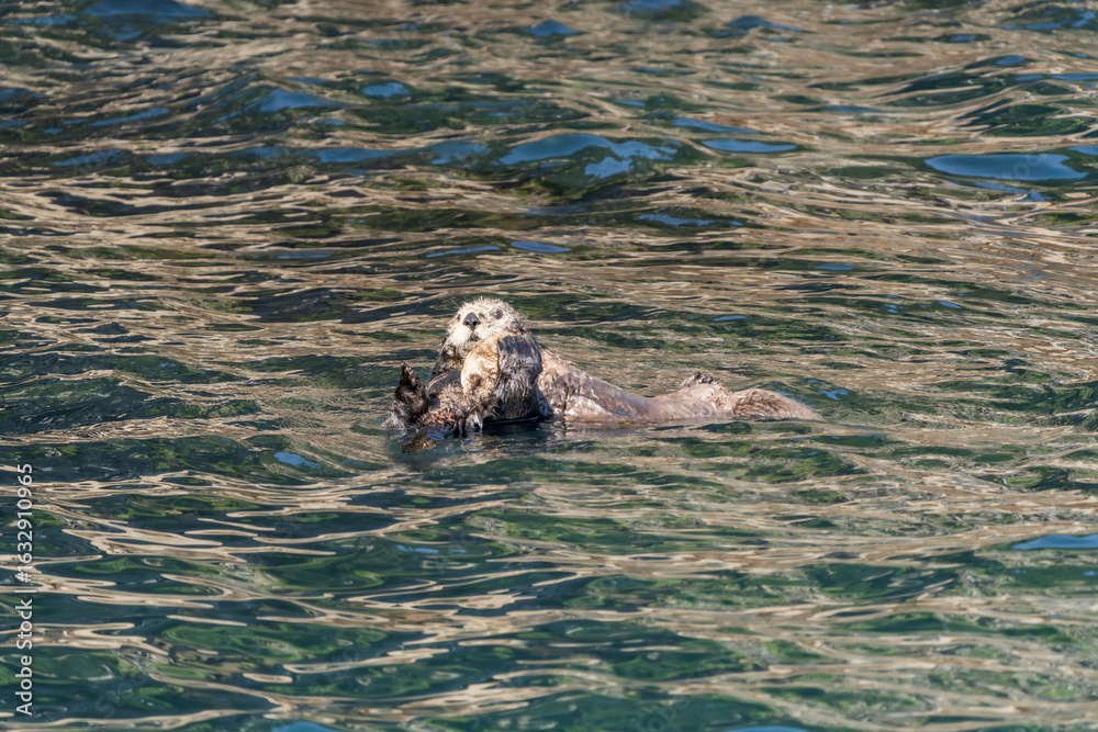 Obraz premium Alaska Sea Otter