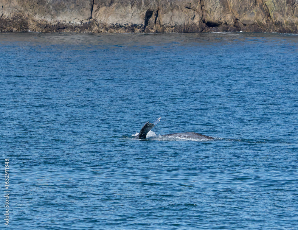 Obraz premium Kenai Fjord Whales