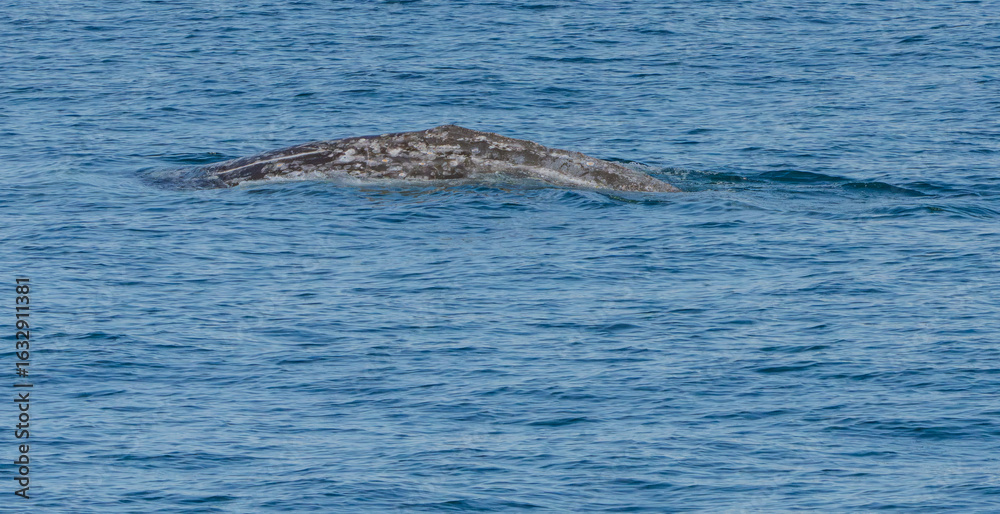 Fototapeta premium Kenai Fjord Whales