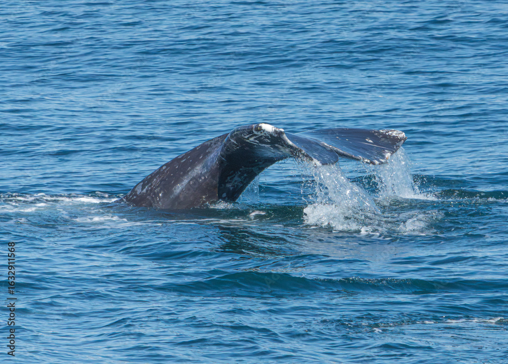 Fototapeta premium Kenai Fjord Whales