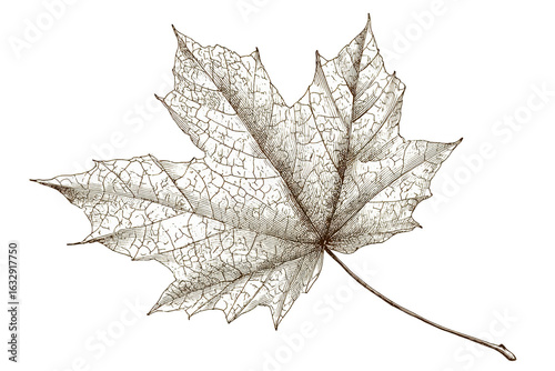 Detailed illustration of a single dried maple leaf with brown hues art on transparent background