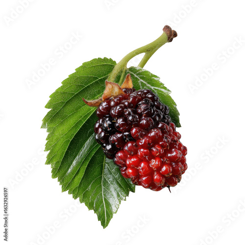 Delicious close-up of vibrant mulberry fruit with a lush green leaf against a clean white background on transparent background