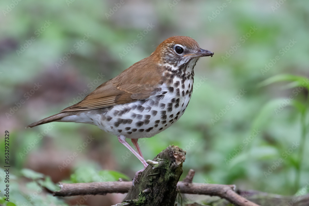 Fototapeta premium Wood Thrush Hylocichla mustelina forest bird with spotted chest on branch in spring woodland