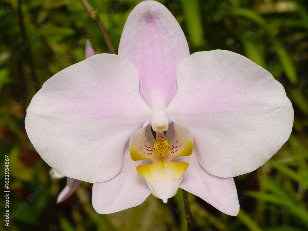 Fototapeta premium pink orchid on green