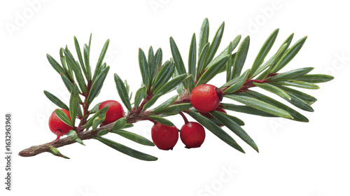 Detailed botanical study of evergreen yew branch with vibrant red berries on a transparent background, PNG image, PNG file