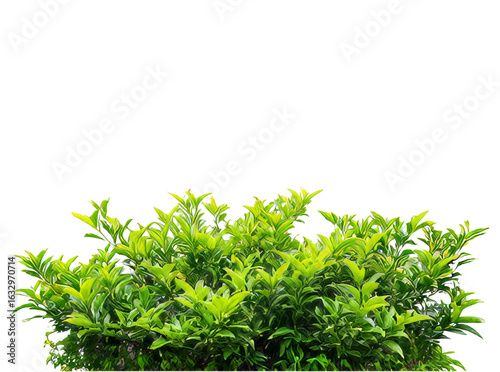 Lush green bush isolated on black background perfect for landscaping designs, Isolated On White, Transparent Background, Png Cut Out