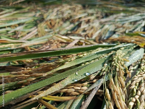 Golden rice field ready for harvest, bent by the afternoon breeze, glistening with dew.