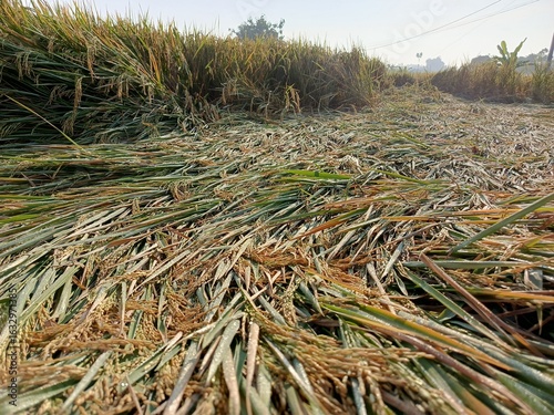 Golden rice field ready for harvest, bent by the afternoon breeze, glistening with dew.
